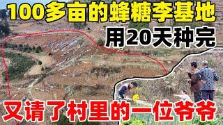 蜂糖李基地老板说，要用20天的时间种一百多亩果树，没想到才5天就到半山腰了