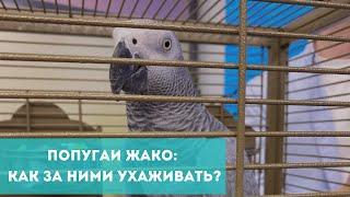 Попугаи Жако: как за ними ухаживать?