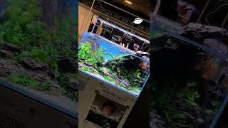 Unfassbar schönes Scap #aquascape #aquarium #protips