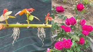 Try planting rose branches | How to grow roses with branches