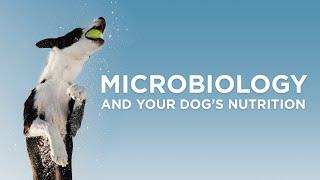 Microbiology & Your Dog's Nutrition