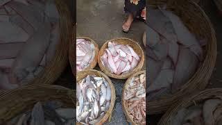 Fishy Flavours of Versova Koliwada #fishing #market #travel #old #new #subscribe #reels #shorts