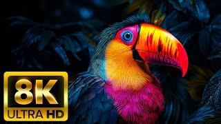 VIDEO 8K ULTRA HD 60FPS - Video Takes You To The Wild World - With Bruno's Story Explore This World