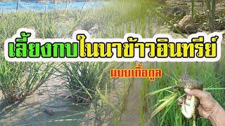 การเลี้ยงกบในนาข้าวอินทรีย์ | แบบเกื้อกูล |