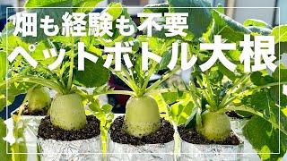 【液肥を足すだけ】誰でも簡単にペットボトルでミニ大根を育てる方法｜種まきから収穫まで！省スペース水耕（養液）栽培の全てを解説