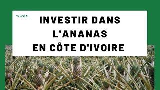 INVESTIR DANS L'ANANAS EN CÔTE D'IVOIRE