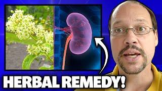 Herbal Remedy For Kidney Disease That Works