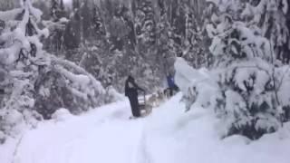 Dog sledding accident