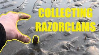 How to Catch Razor Clams Razor Fish Sight Hunting and Salt Method UK Sea Fishing and Bait Collecting