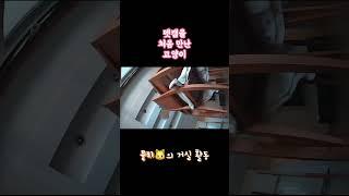 #고양이브이로그 #고양이일상 #서강대메리홀 #서강대고양이 #서강대메리홀고양이