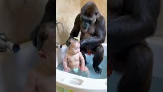 Gorillas and helping babies bathe.#gorilla #baby#shorts#cute#funny#love#animals