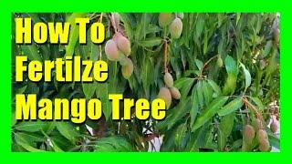 How to Fertilize a Mango Tree : Homemade Fertilizer for Mango Trees