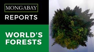 Mongabay Reports: How many trees are on the Earth?