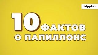 10 ФАКТОВ О ПАПИЛЛОНС