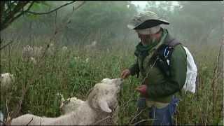 Wild SideTV-Roan Mountain Goats