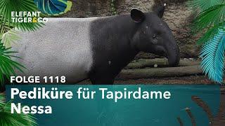 Wellness für einen Tapir (Folge 1118) | Elefant, Tiger & Co. | MDR