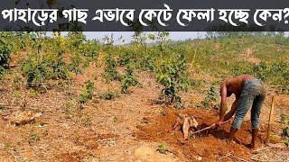 Hill trees are being cut illegally |  uncover village