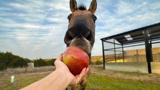 giving my horse things he's never had before