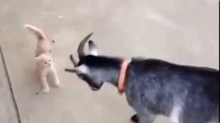 Goat vs Cute Kitty   Must Watch This Video @ Hamariweb com