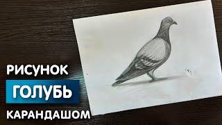 Как нарисовать голубя карандашом | Рисунок для начинающих поэтапно