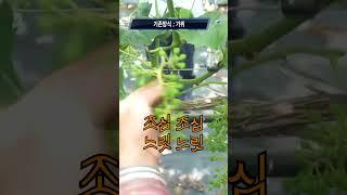 전동 적과가위 알솎기 알치기 7mm (포도, 사과, 배) JT-210