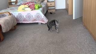 Funny cat crab walk