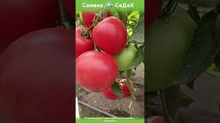 С этого томата собирайте по ведру урожая с каждого куста!