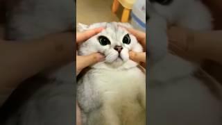 Cute cat compilation funny pet videos | #cats #kucinglucu  #shorts