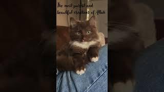 #deen #deensayings #islamicquotes #cat #allah