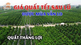 Vượt qua bão lũ Quất Tết 2025 Thắng Lợi Văn Giang Hưng Yên: Sẵn sàng cho một mùa bội thu #hnp