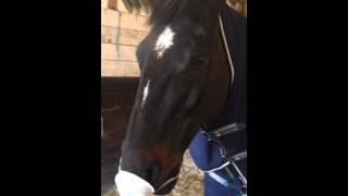 Horse with dust face mask - funny wiggly nose!