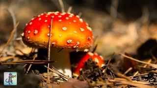 Breathtaking Fungi  Beautiful Nature Scenery & Relaxing Music 