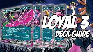 How to Play The Loyal 3, This Deck IS ACTUALLY GOOD? | Deck Guide