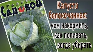 Капуста белокочанная: чем накормить, как поливать, когда убирать