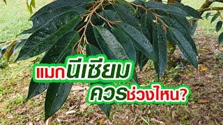 แมกนีเซียมใช้ช่วงไหน? #ฅนเกษตร #คนเกษตร #แมกนีเซียม #สร้างคลอโรฟิลล์ #ใบเขียวเข้ม #สังเคราะห์แสง