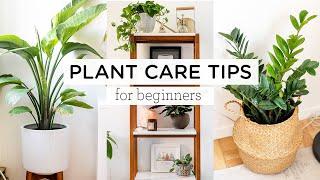 PLANT CARE TIPS FOR BEGINNERS  indoor plant tour