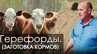 Племенные Герефорды. Заготовка кормов КФХ Чирикова Н.В.