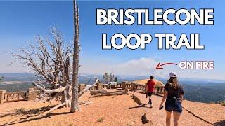 Easiest Hike in Bryce Canyon [Full Tour] | Bristlecone Loop Trail