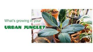 What’s growing in your URBAN JUNGLE?