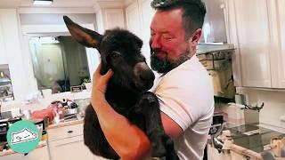 House Donkey Sleeps Next To Man And Asks For Bottle Time | Cuddle Buddies