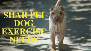 Shar Pei Dog Exercise [Needs and Ideas]