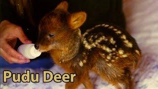 Baby Pudu Deer- Zoo Babies