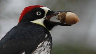 Acorn Woodpecker - Call, Sound, Song, Voice, Drumming, and Other Noises Made by the Bird