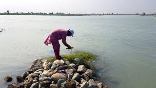 fishing video new 2024 | latest fishing at indus river with hooks | EP 188