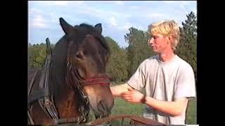 Nordsvensk med harv och såmaskin 1992