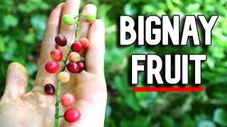 BIGNAY - Finally trying this much loved Filipino fruit