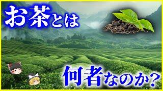 【ゆっくり解説】戦争の引き金にもなった⁉️「お茶」とは何者なのか？を解説/チャノキは世界に２種類のみ⁉️人類とお茶の歴史