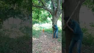 Lion attack #shorts #short#viral  #youtubeshorts #trending#reels  #youtube #video