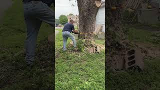 Precision Tree Felling: HUGE Black Walnut Between Two Houses