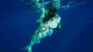 Spearfishing Green Jobfish Mozambique